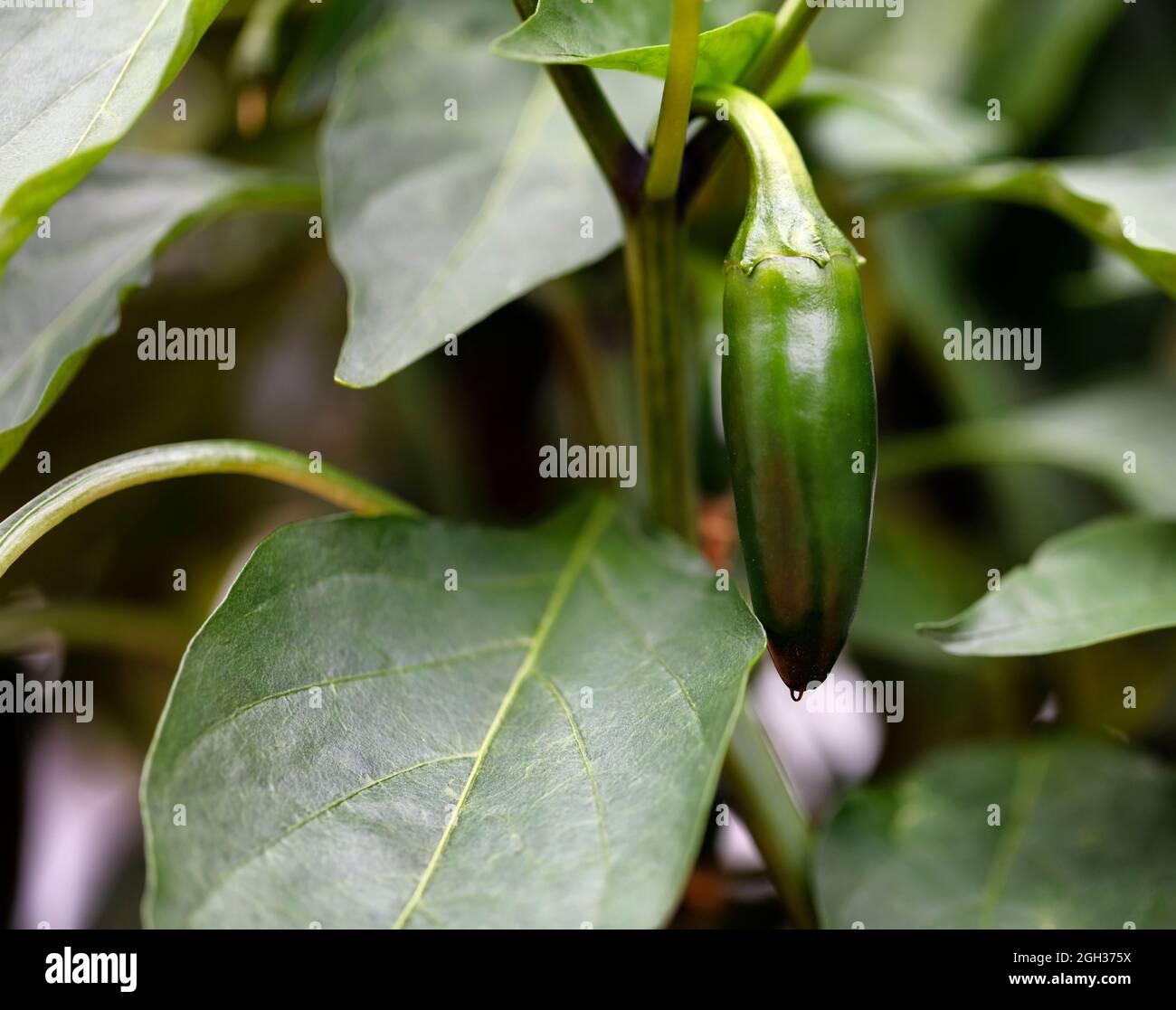 Bio-Garten angebaut grünen Jalapeno Chili hängen an der Rebe in der Nähe Ansicht Stockfoto