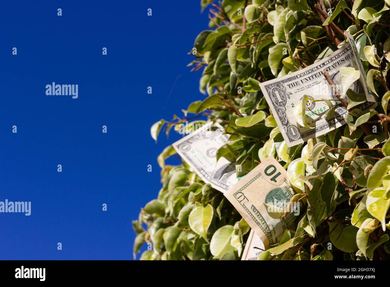 US-Dollar-Scheine auf grünem Laubbusch über blauem Himmel. Geld wächst auf Bäumen Konzept, kopieren Raum Stockfoto