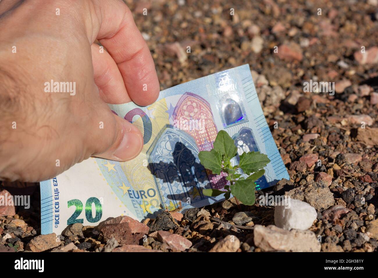 Zwanzig Euro Rechnung im Boden von kleinen grünen Pflanze begraben. Immobiliengeldinvestor, Landinvestitionen, Schnäppchen-Projekt, Wetten auf Lebenskonzepte Stockfoto