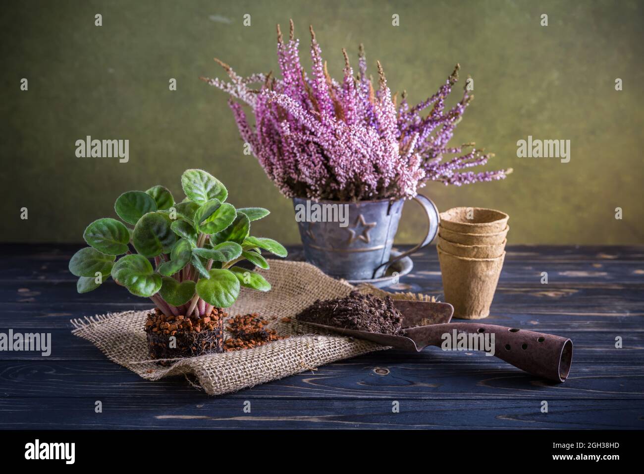 Gartenarbeit und Wiederbepflanzung - Erica gracilis in Topf und Zimmerpflanze mit Gartengeräten Stockfoto