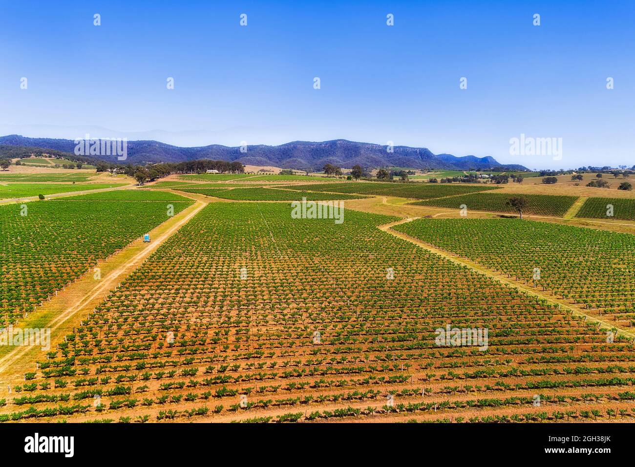 Frische grüne Weinberge auf kultivierten landwirtschaftlichen Feldern der Weinbaufarm im Hunter Valley von Australien - Luftaufnahme. Stockfoto