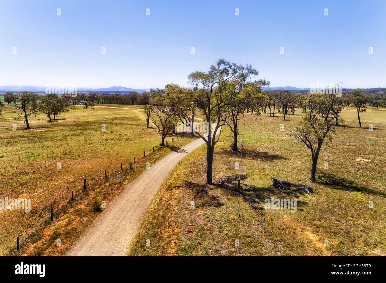 Seltene Kaugummibäume in einem sehr milden Klima des Hunter Valley - abgelegene landwirtschaftliche Farm und Weideland. Stockfoto