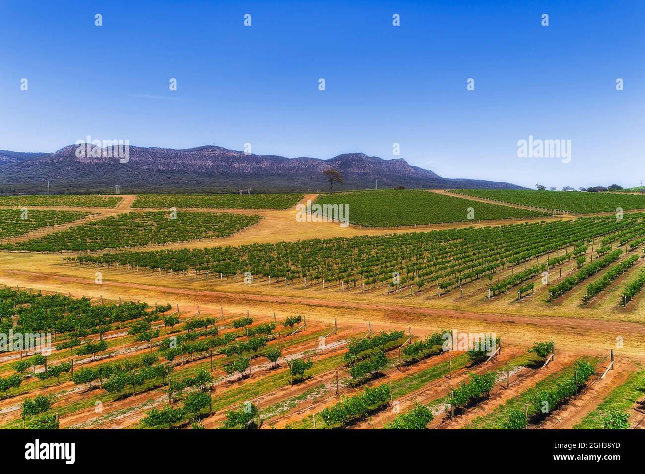 Weinbauregion Hunter Valley in NSW, Australien. Landschaftlich reizvolle Luftlandschaft über bewirtschafteten Weingärten der landwirtschaftlichen Farm in Pokolbin. Stockfoto