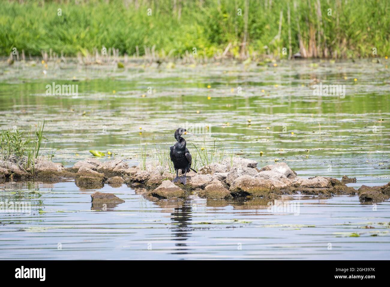 fischadler sitzt auf Felsen im Fluss Stockfoto