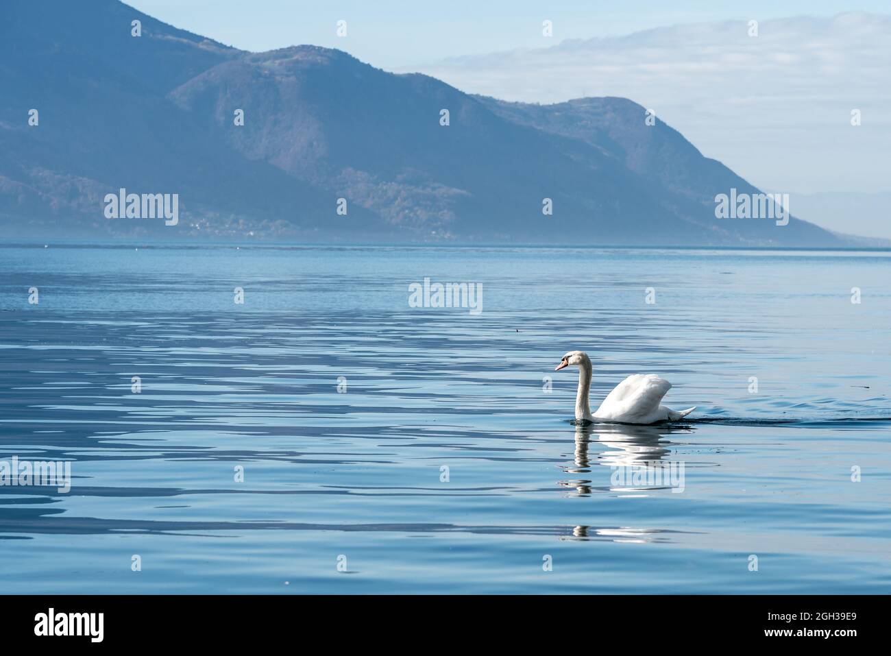 Schwan schwebt an einem sonnigen Tag auf der Oberfläche eines alpinen Sees mit ruhigem blauem Wasser Stockfoto