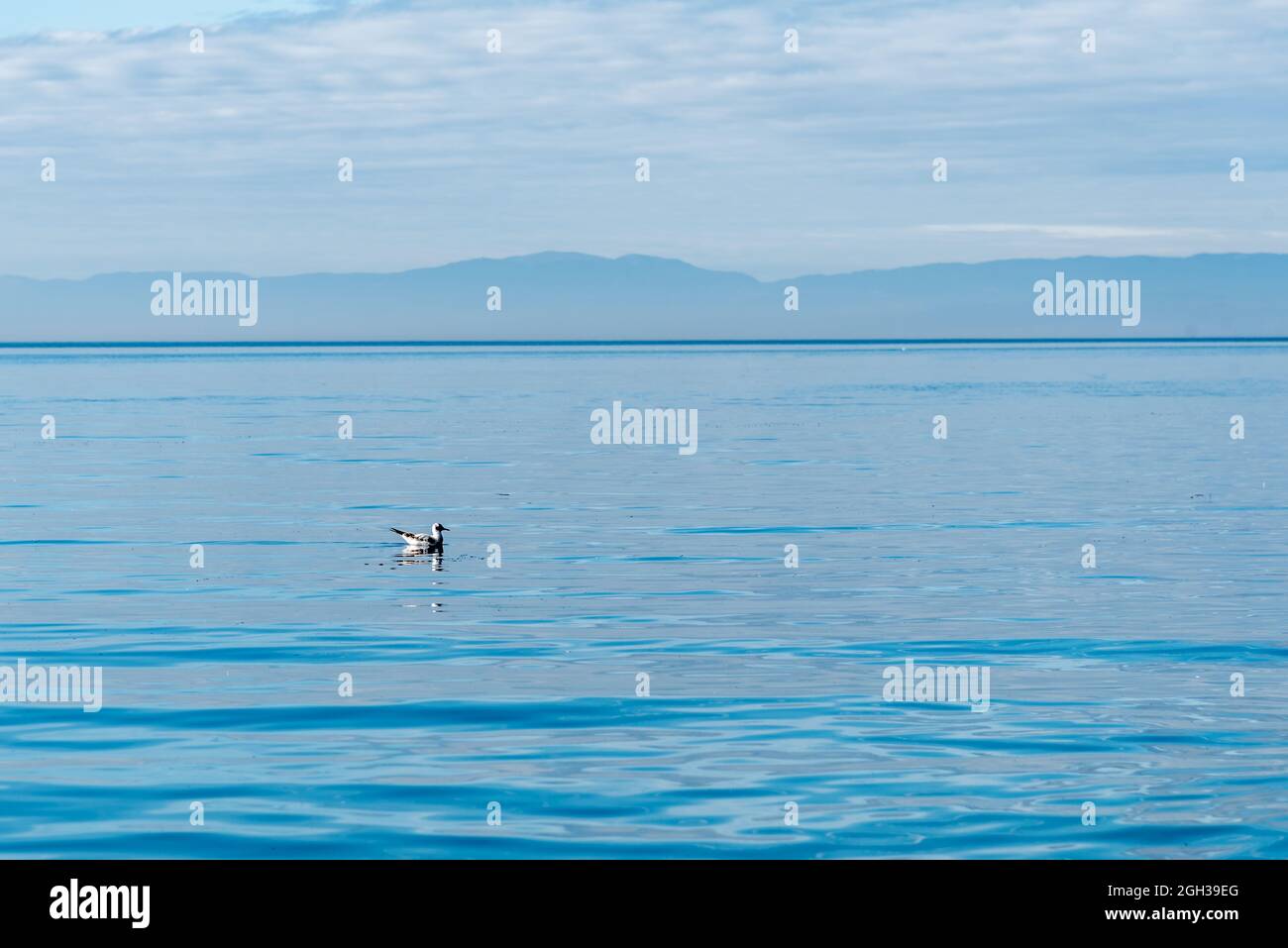 Foto mit Kopierfläche eines Vogels, der an einem sonnigen Tag in einem See mit ruhigem blauem Wasser schwimmend ist Stockfoto