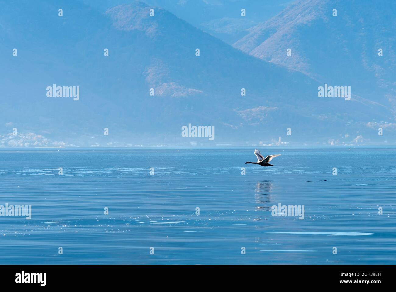 Vogel, der an einem sonnigen Tag über die Oberfläche eines alpinen Sees mit ruhigem blauem Wasser fliegt Stockfoto