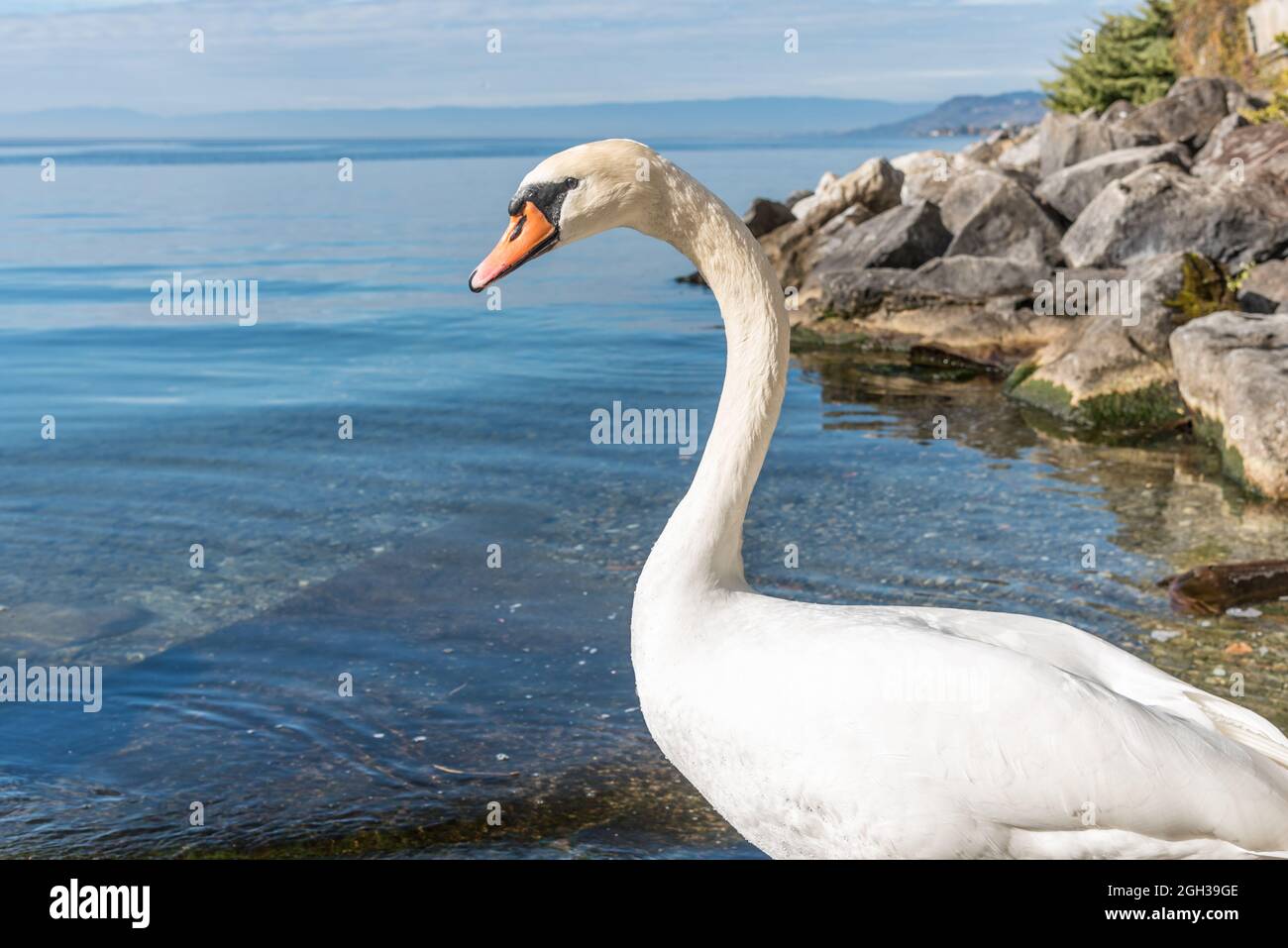 Foto mit Kopierraum und selektivem Fokus auf einen weißen Schwan am Ufer eines alpinen Sees an einem sonnigen Tag. Stockfoto