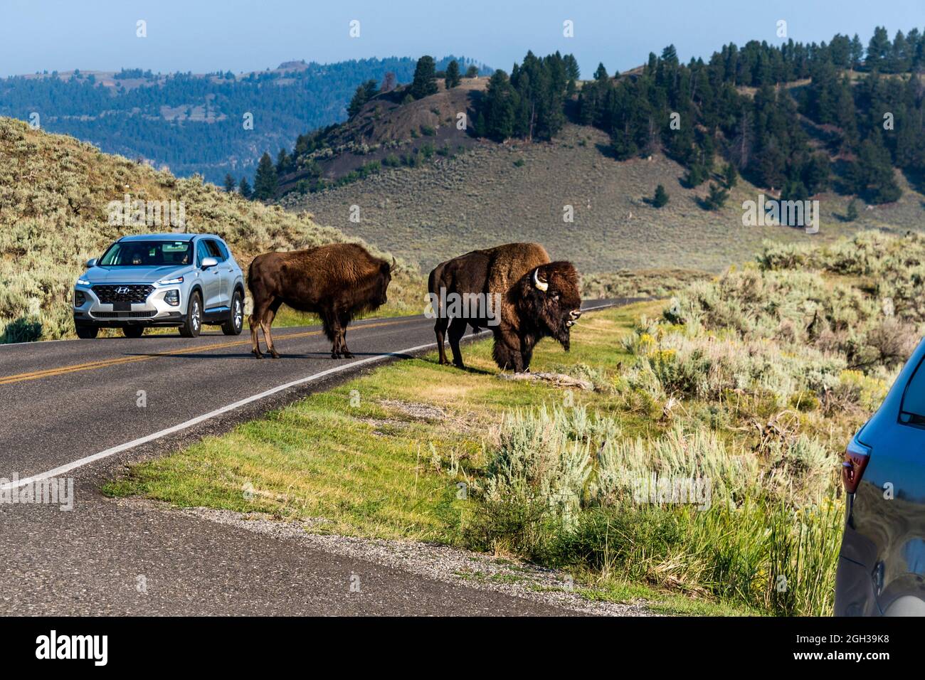 Bison hält den Verkehr in Yellwostone Stockfoto