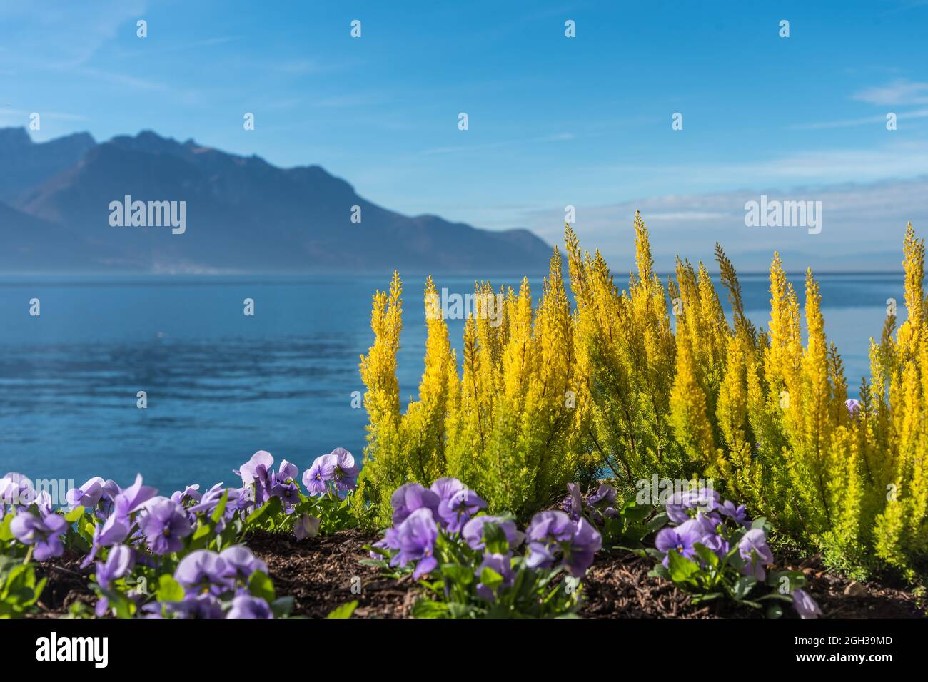Nahaufnahme verschiedener Pflanzen mit bunten Blumen am Ufer eines Alpensees an einem sonnigen Tag. Stockfoto