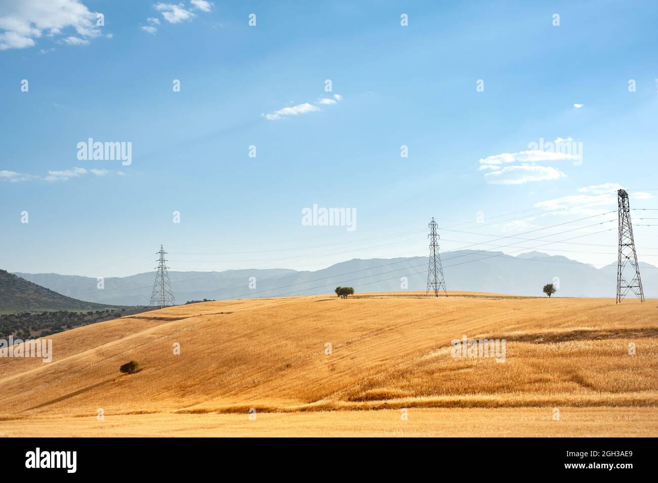 Weizenfeld auf dem Hügel mit blauem und teilweise bewölktem Himmel in der Provinz Khizestan, iran Stockfoto