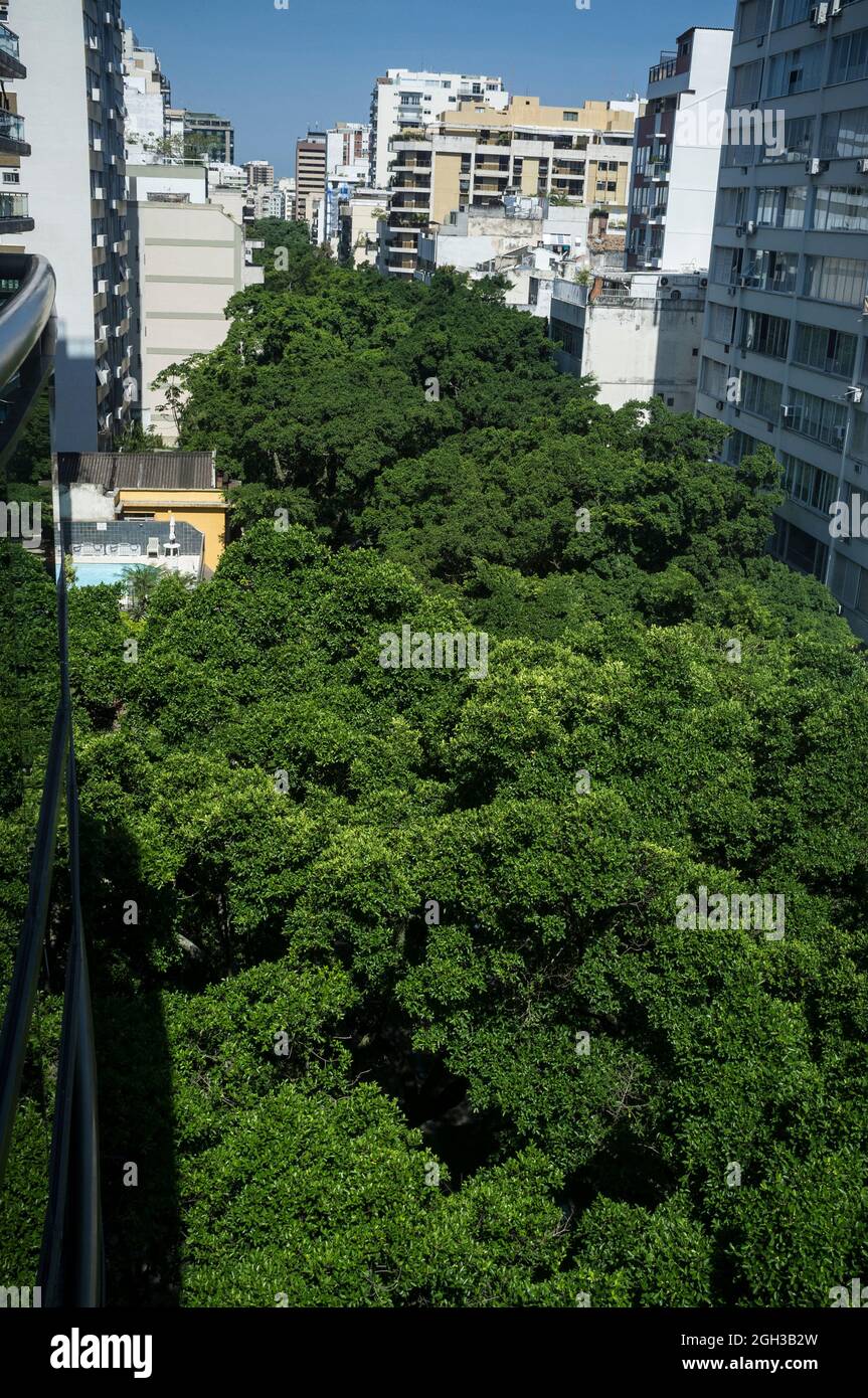 Überblick über die von Bäumen gesäumte Straße im Ipanema-Viertel. Stockfoto