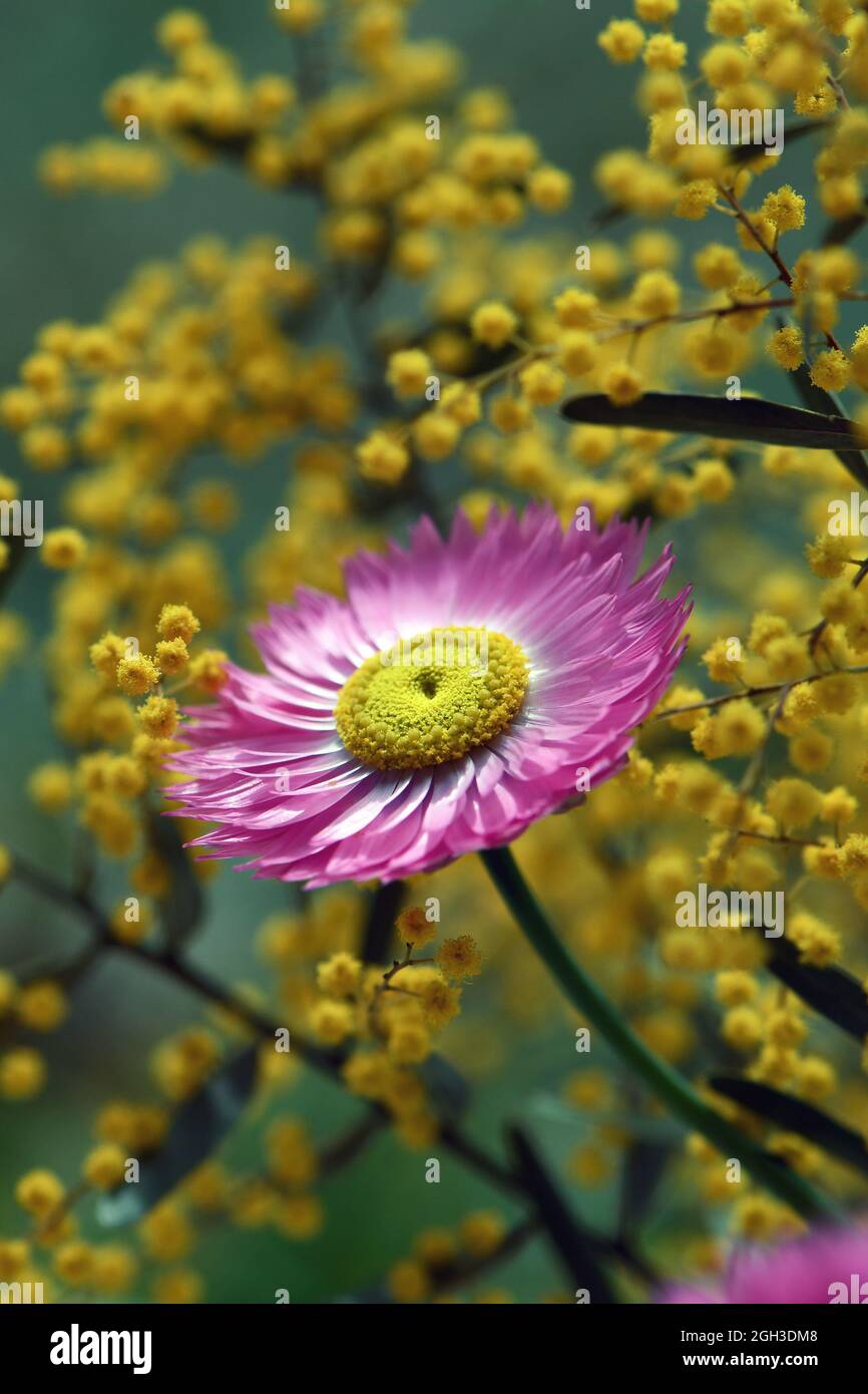 Die australische, rosafarbene, unvergängliche Daisy, Rhodantha chlorocephala, inmitten gelber Wasserblumenblüten. Auch bekannt als die Rosy Everlasting, und Papier Gänseblümchen Stockfoto