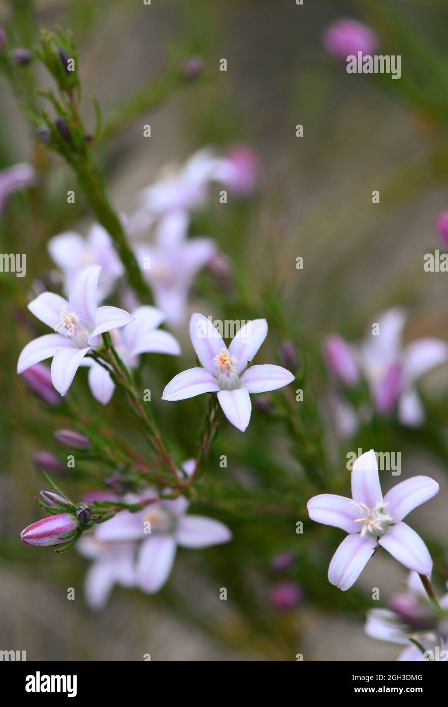 Hellviolette Blüten und gestreifte Knospen von Philotheca salsolifolia, Familie Rutaceae, die nach einem Buschfeuer in der regenerierenden Sydney-Heide wächst. Stockfoto