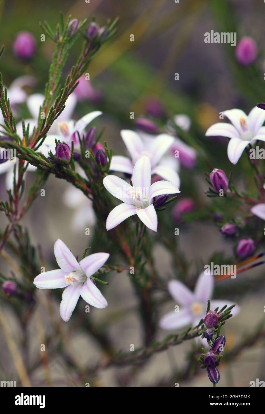 Hellviolette Blüten und gestreifte Knospen von Philotheca salsolifolia, Familie Rutaceae, die nach einem Buschfeuer in der regenerierenden Sydney-Heide wächst. Stockfoto