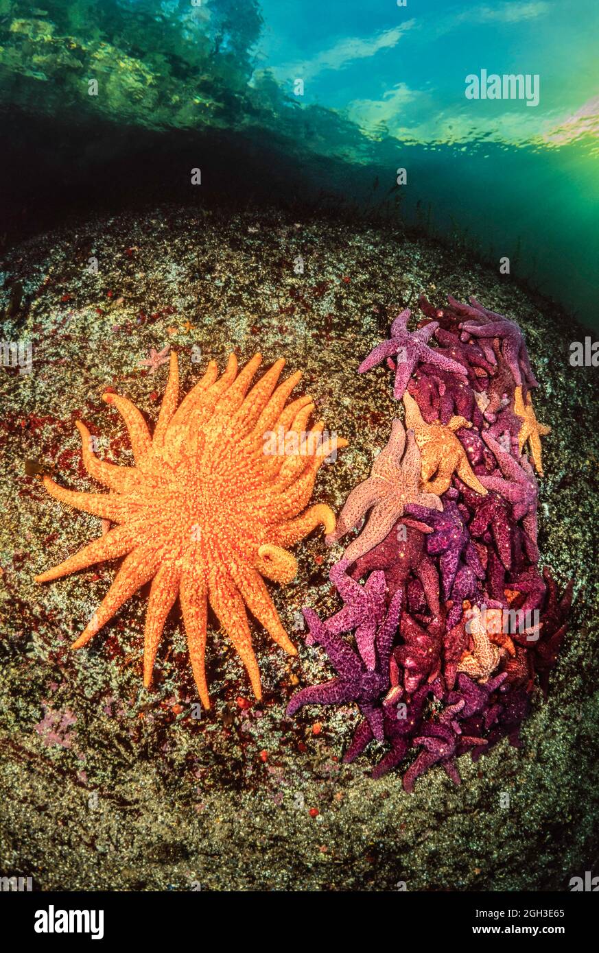 Ein Sonnenblumenkeastar, Pycnopodia helianthoides, und eine Masse von ockerfarbenen Meeressternen, Pisaster ochraceus, British Columbia, Kanada. Ein krankheitsassoziiertes Sterben o Stockfoto