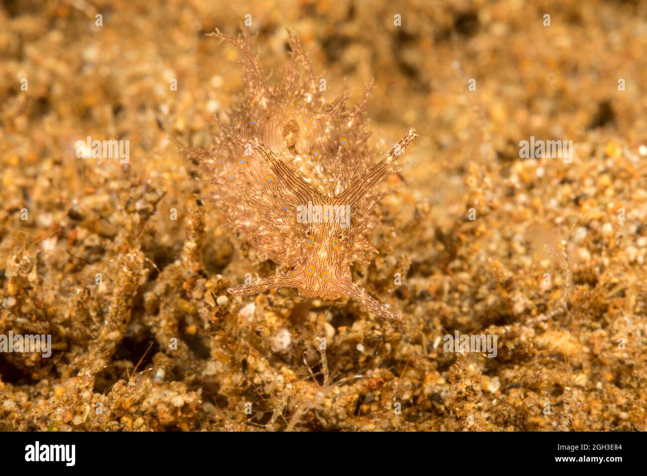 Der gesäumte Seehase, Stylocheilus striatus, kann mit oder ohne Flecken, Philippinen, gefunden werden. Stockfoto