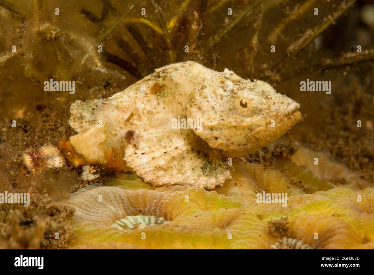 Dieser juvenile Teufel-Skorpionfisch, Scorpaenopsis diabolus, ist weniger als einen Zentimeter lang, wie die Korallenpolypen, auf denen er ruht, Philippinen. Stockfoto