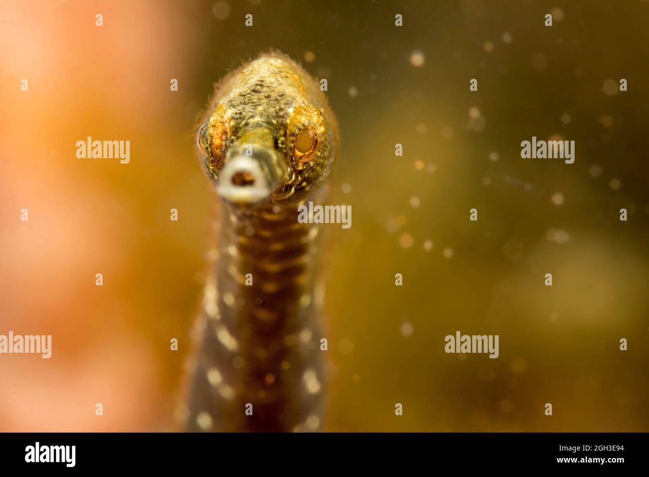 Ein genauer Blick auf den Kopf eines doppelenderen Seeteufel, Trachyrhamphus bicoarctatus. Diese Art kann fast 12 Zoll in der Länge erreichen, Philippinen. Stockfoto