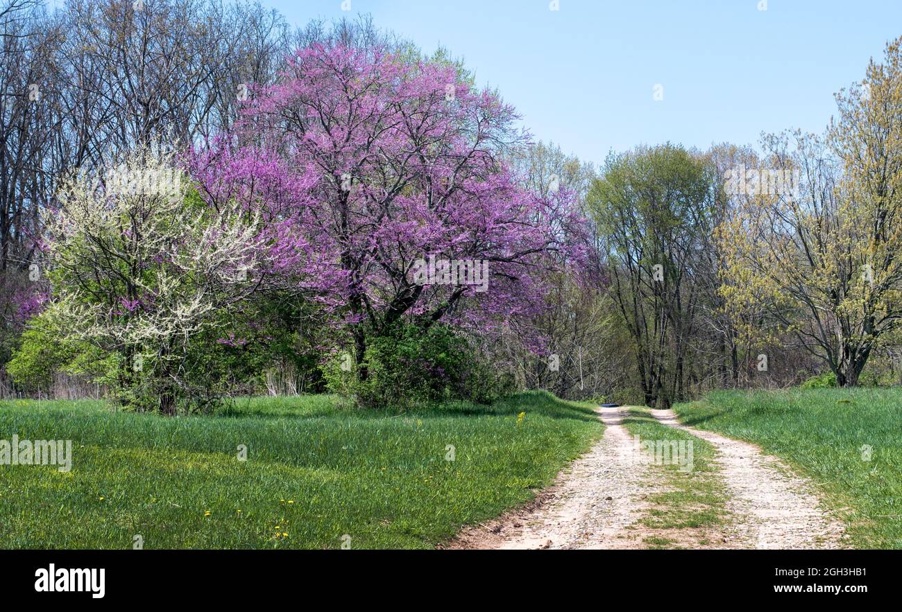 Die unbefestigte Straße schlängelt sich durch einen Frühlingswald in Michigan, gesäumt von Bäumen mit roten Knospen und blühenden Bäumen Stockfoto