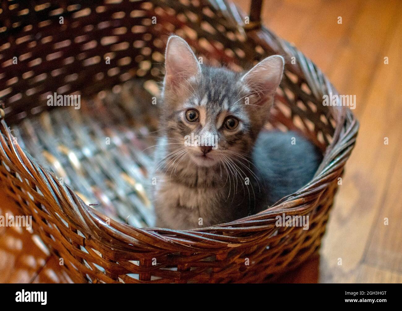 Ein kleines grau gestreiftes Kätzchen sitzt in einem Weidenkorb und bittet darum, nach Hause gebracht zu werden Stockfoto