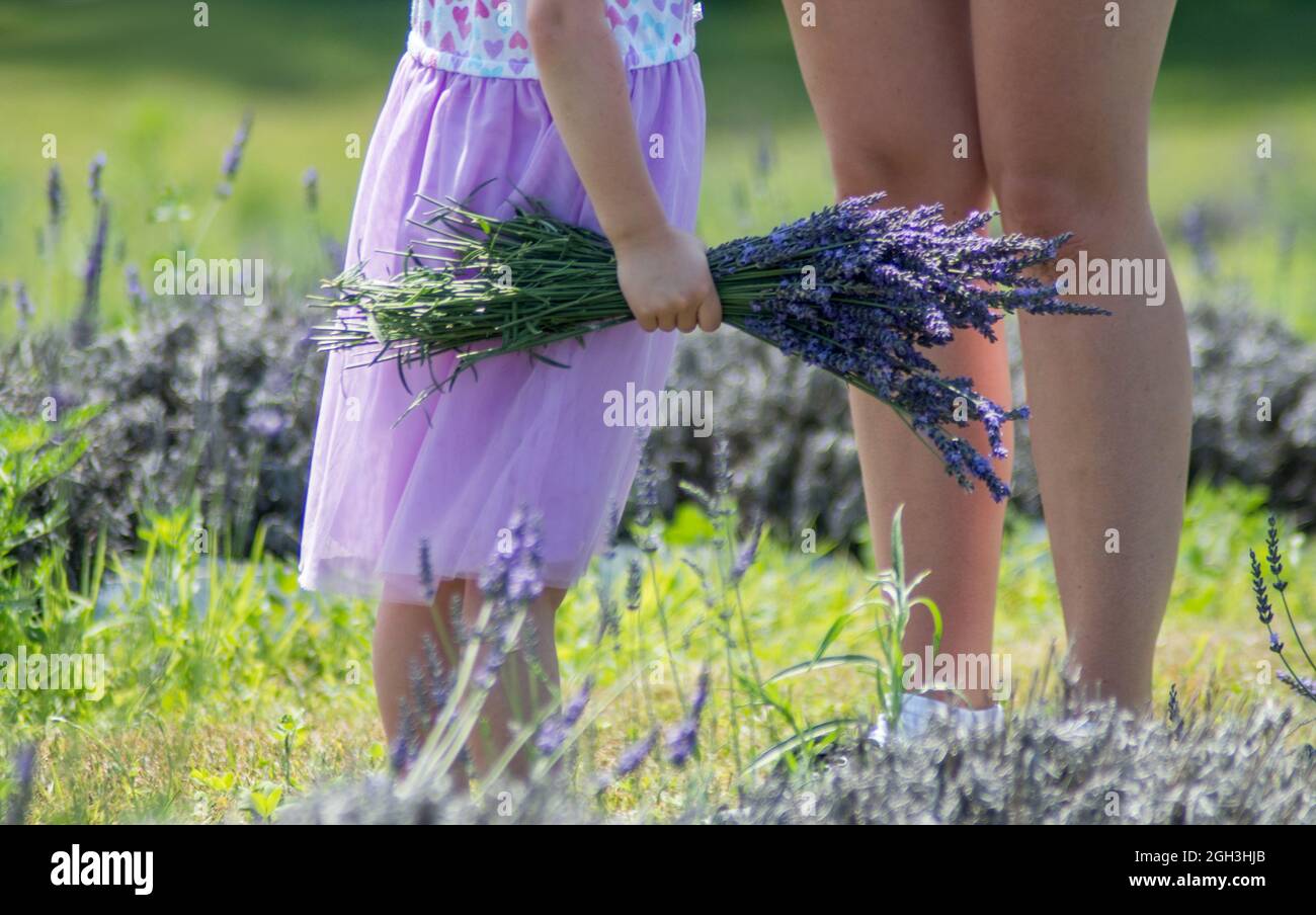 Ein junges Mädchen mit einer Faust voller Lavendel steht neben ihrer Mutter Stockfoto