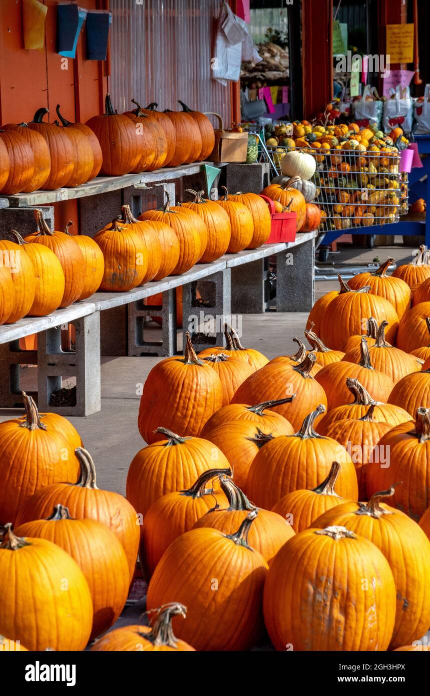 Auf einem Bauernmarkt werden Stapel von leuchtend orangefarbenen Kürbissen und bunten Herbstkürbissen ausgestellt Stockfoto