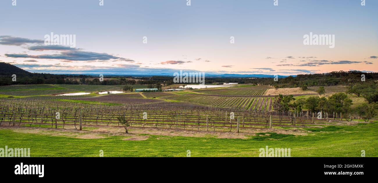 Weinreben, die auf den sanften Hügeln eines Weinbaugebiets im Hunter Valley in New South Wales, Australien, für den Winter zurückgeschnitten wurden. Stockfoto