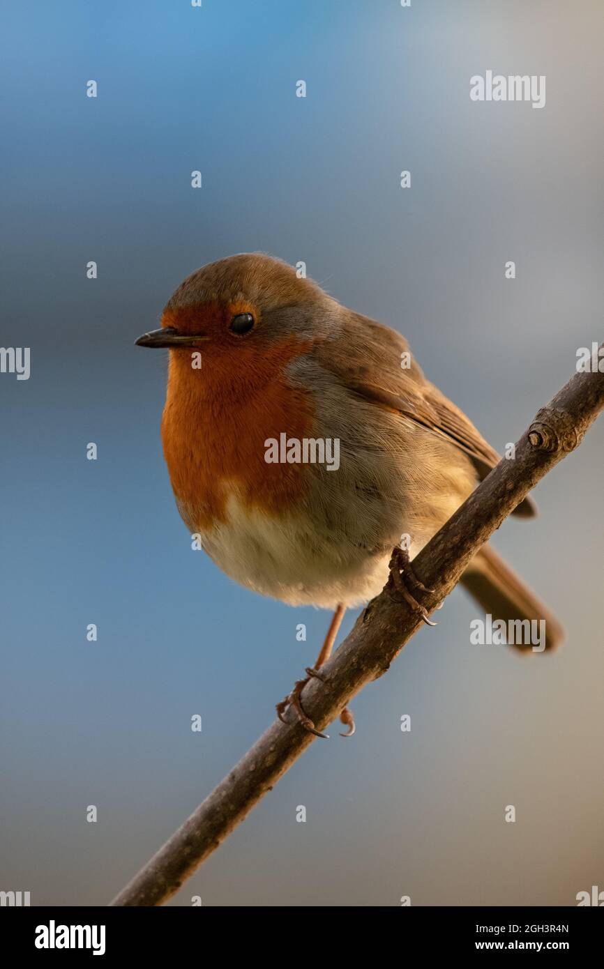 Rotkehlchen (Erithacus Rubecula) Stockfoto