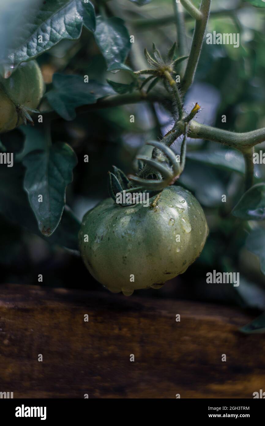 Grüne Tomatenpflanze in einem Bio-Gemüsegarten. Vertikal. Verschwommener Hintergrund Stockfoto