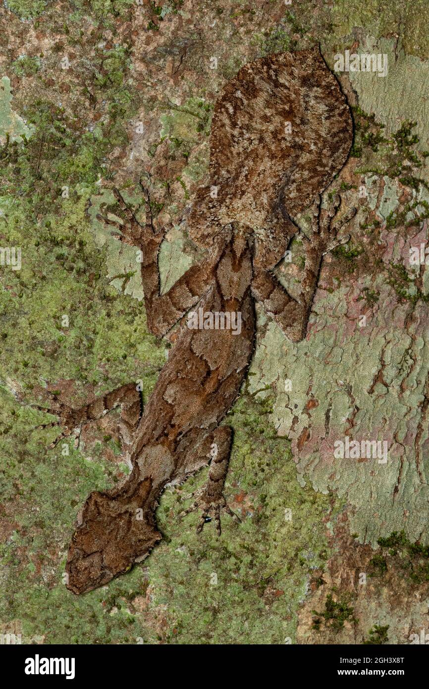 Getarnter nördlicher Seegecko (Saltuarius cornutus) auf einem Baumstamm des Regenwaldes. Kuranda, Queensland, Australien. Stockfoto