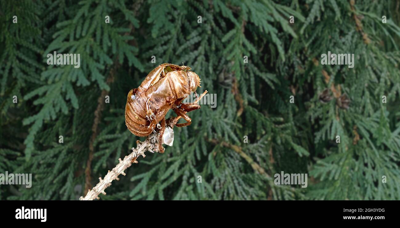 Das Exoskelett des Zikaden-Käfers wurde als Insekt geschmolzen, das eine äußere Hülle als Zikaden ausmalte, die ein Erwachsener mit einem verschwommenen Baumhintergrund wurden, wie die Biologie. Stockfoto
