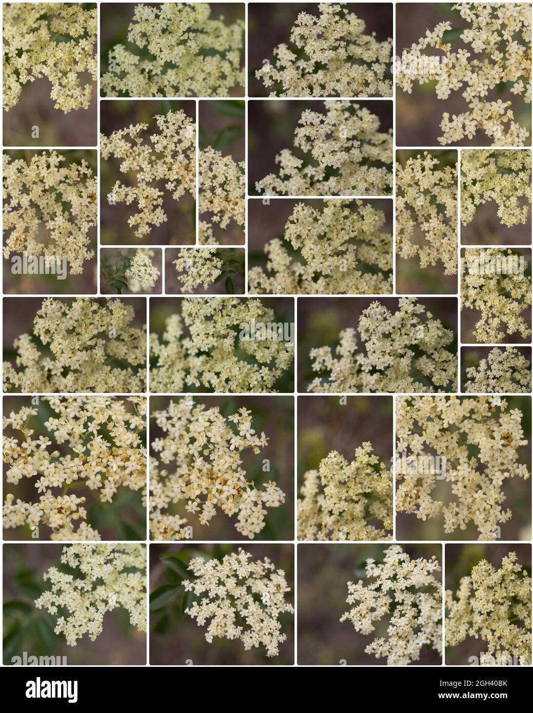 Collage aus weißen zusammengesetzten Zyme-Blütenständen auf Blue Elder, Sambucus caerulea, Adoxaceae, aus den Santa Monica Mountains, fotografiert im Frühling Stockfoto