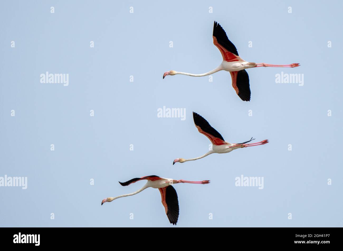 Nahaufnahme von drei größeren Flamingos (Phoenicopterus roseus), die am Himmel zusammenfliegen Stockfoto