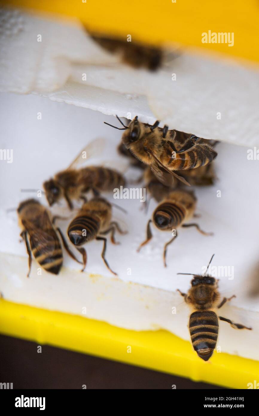 Baltrum, Deutschland. Juni 2021. Bienen kommen aus ihrem Bienenstock in den Dünen von Baltrum. Baltrum ist nicht wirklich ein Land mit Milch und Honig für Bienen, da dort wenig Nektar zu finden ist. Dennoch machen sich Imker aus ganz Deutschland jeden Sommer auf die Nordseeinsel, um dort für ein paar Tage Bienenköniginnen freizulassen. (To dpa: 'Wertvolle Inselgäste: Bienen kommen für einen Sommer nach Baltrum') Quelle: Sina Schuldt/dpa/Alamy Live News Stockfoto