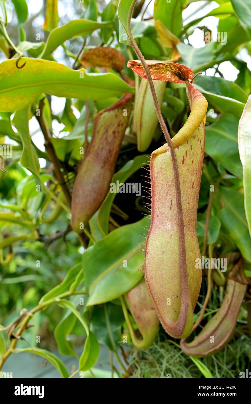 Nepenthes ist eine Gattung fleischfressender Pflanzen, auch bekannt als tropische Krug-Pflanzen oder Affenbecher, aus der Familie der Nepenthaceae. Sie sind meistens Liana Stockfoto