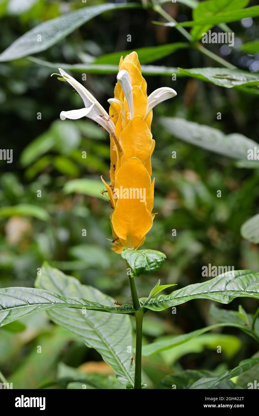 Nahaufnahme von leuchtend gelben Brakten und auftauchenden weißen Blüten der Golden Shrimp Plant, Pachystachys lutea Stockfoto
