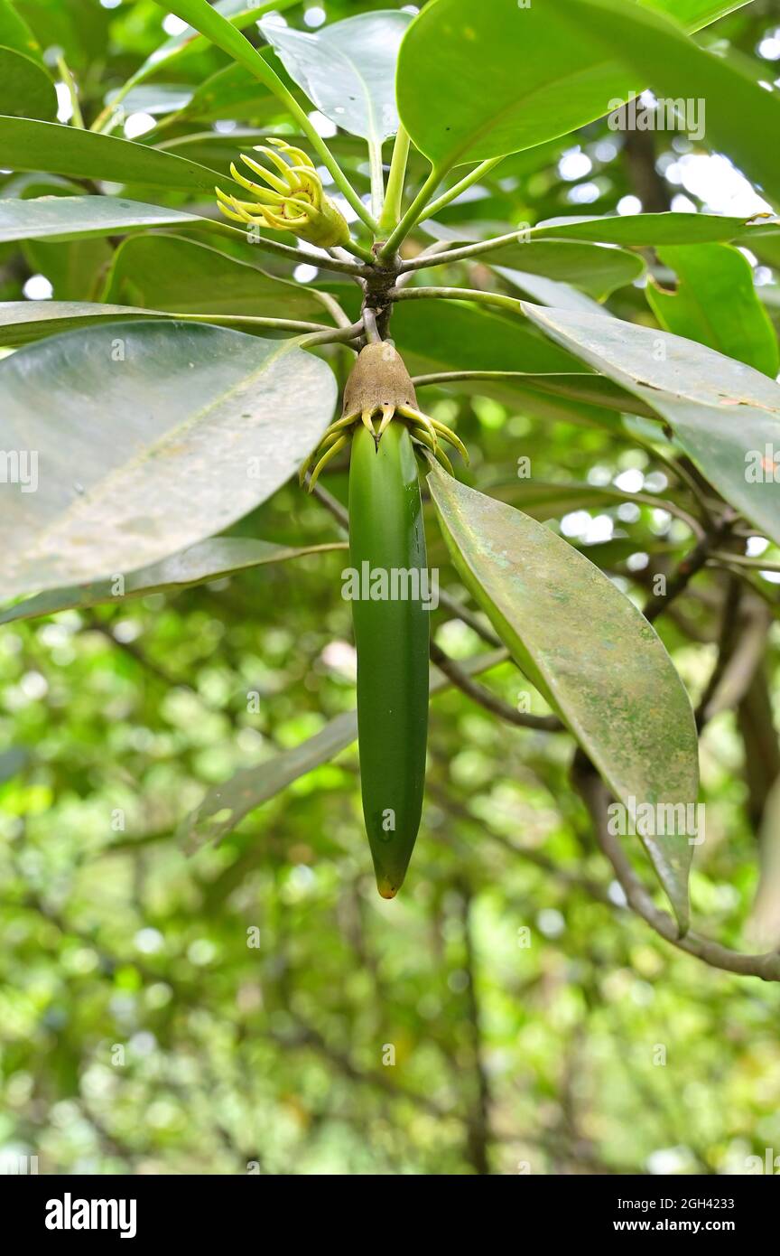 Nahaufnahme einer Mangrovenvermehrung, die sich zu einer vollständig reifen Pflanze entwickeln wird, bevor sie vom Stammbaum abfällt Stockfoto