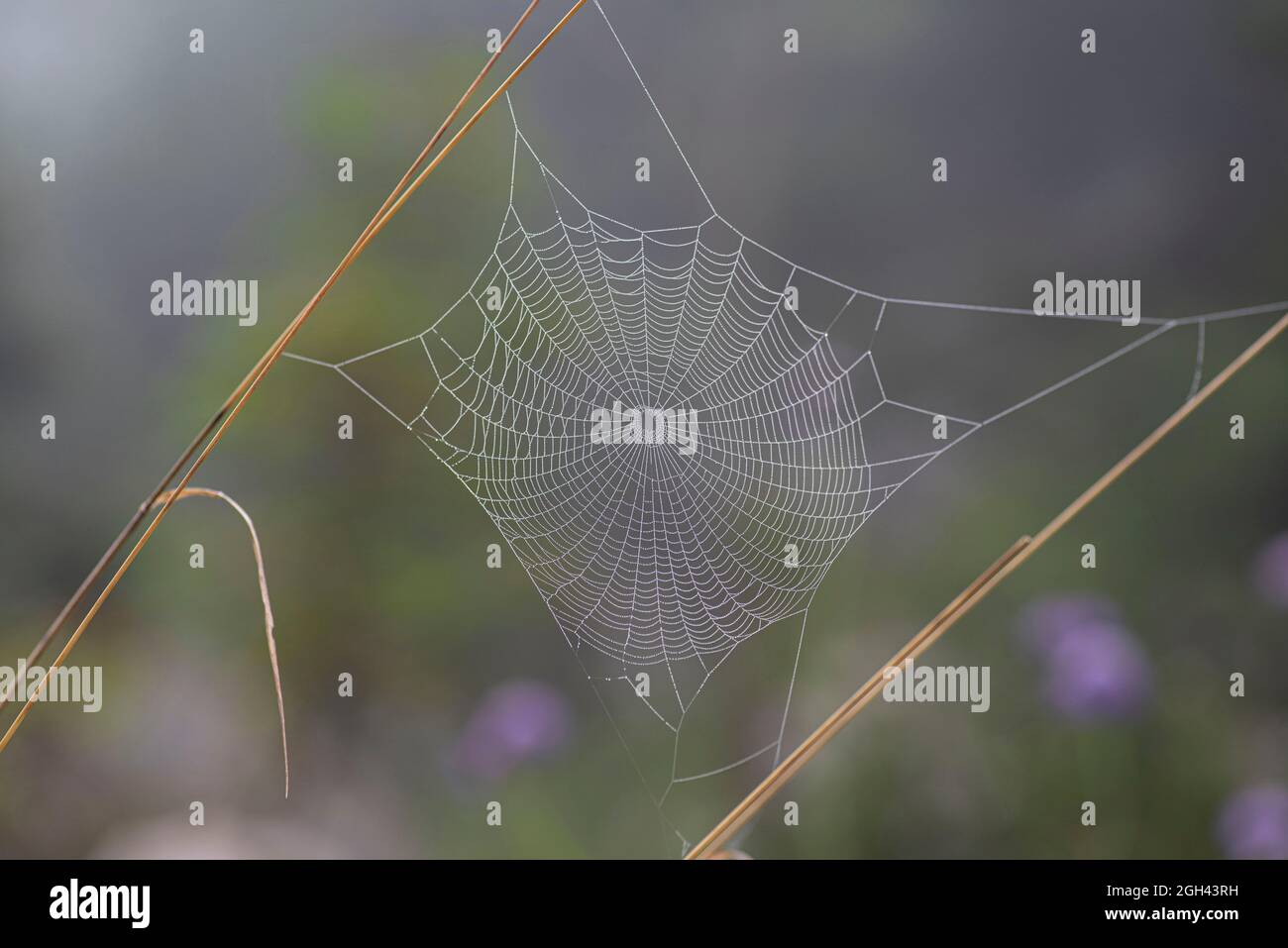 Nahaufnahme eines Spinnennetzes mit Tautropfen im Wald Stockfoto