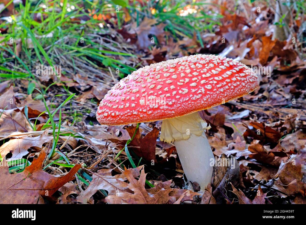 Pilze, Fliege Agaric wächst auf dem Waldboden zwischen den Blättern Streu Stockfoto