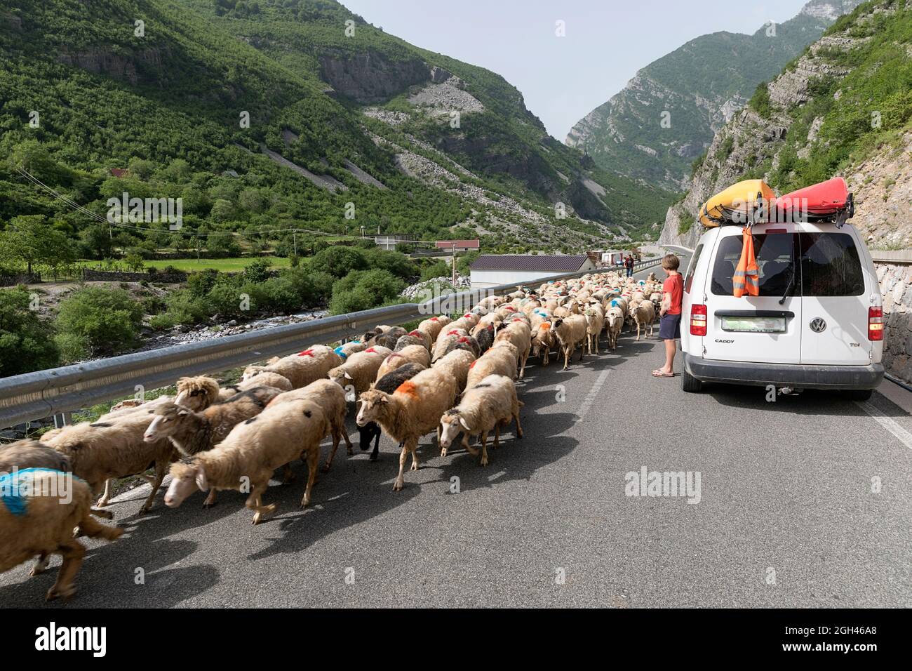 Junge, ein Tourist, der sich die Herde ansieht, eine Schaffe auf einer Straße in den Bergen des nördlichen Albaniens Stockfoto