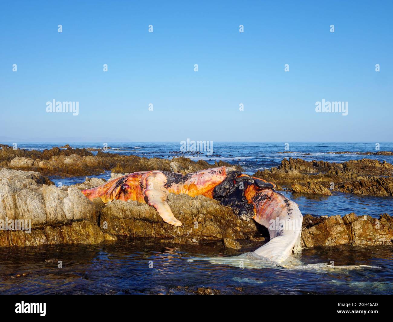 Toter Südrechter Wal (Eubalaena australis) an der felsigen Küste bei Hermanus. Whale Coast. Westkap. Südafrika Stockfoto