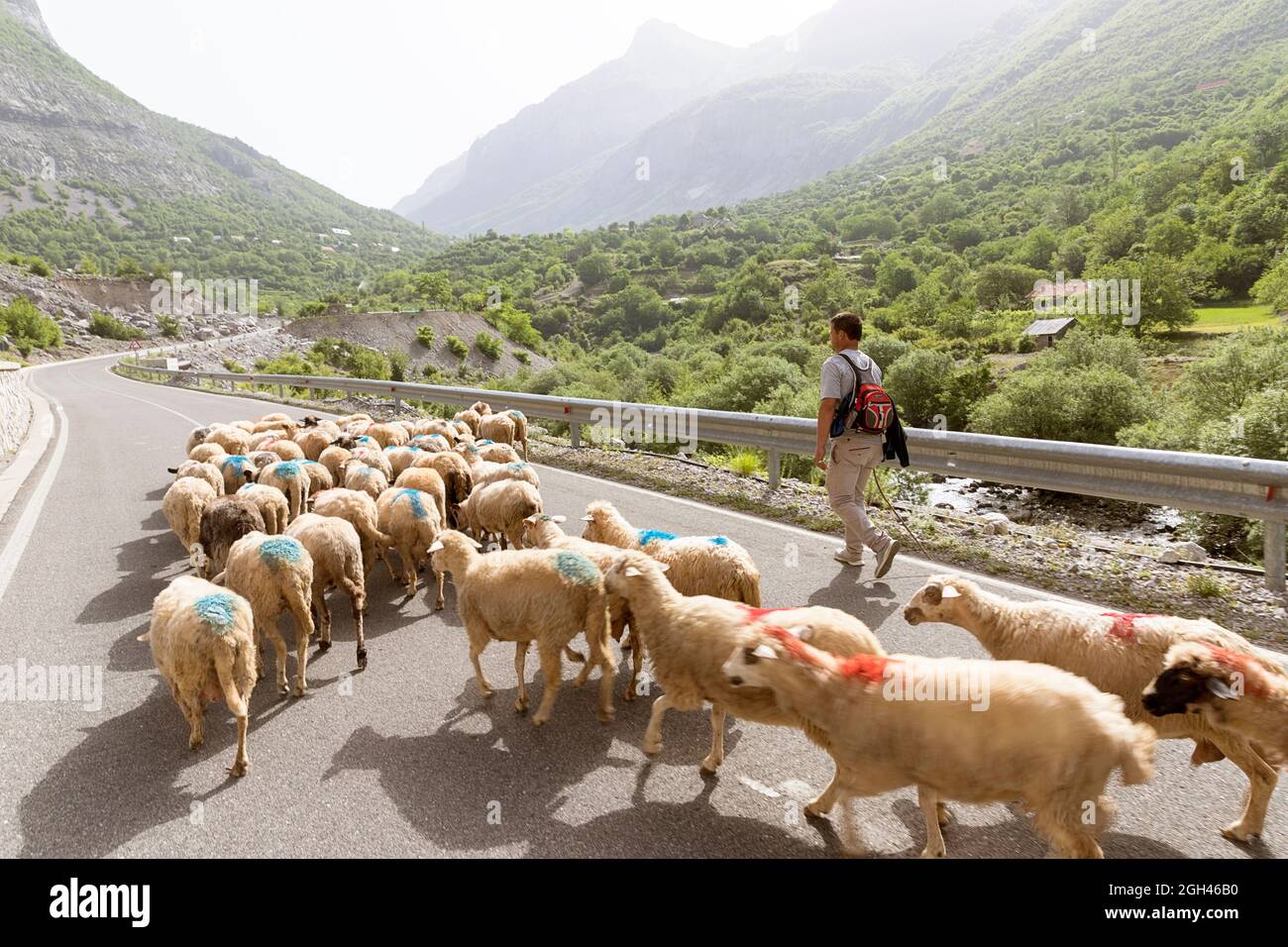 Herde eines Schafs und eines Hirten auf einer Straße in den Bergen des nördlichen Albaniens Stockfoto