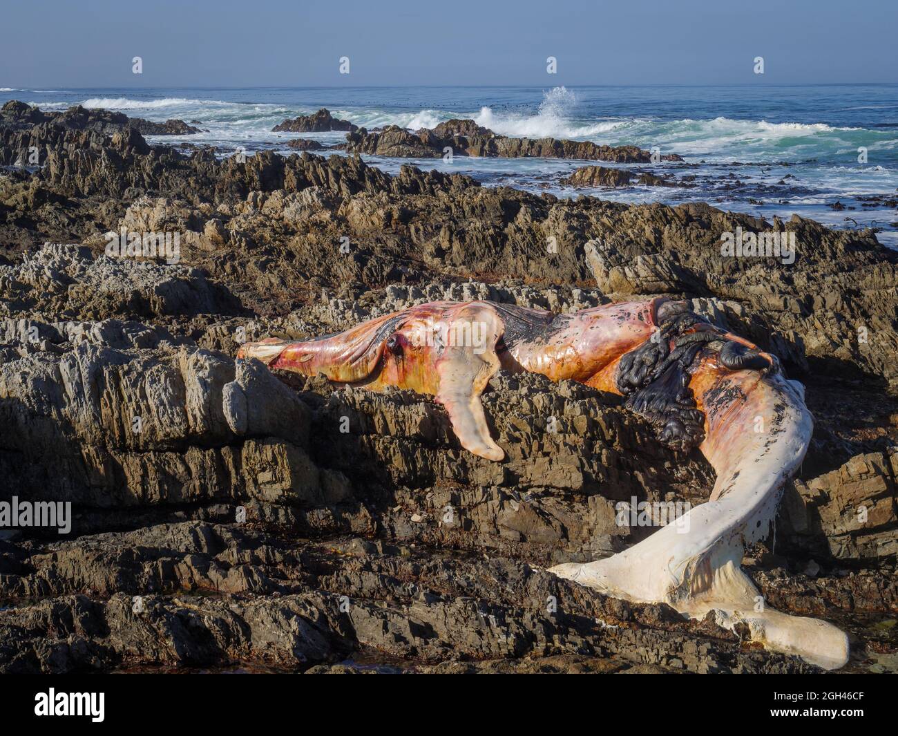 Toter Südrechter Wal (Eubalaena australis) an der felsigen Küste bei Hermanus. Whale Coast. Westkap. Südafrika Stockfoto