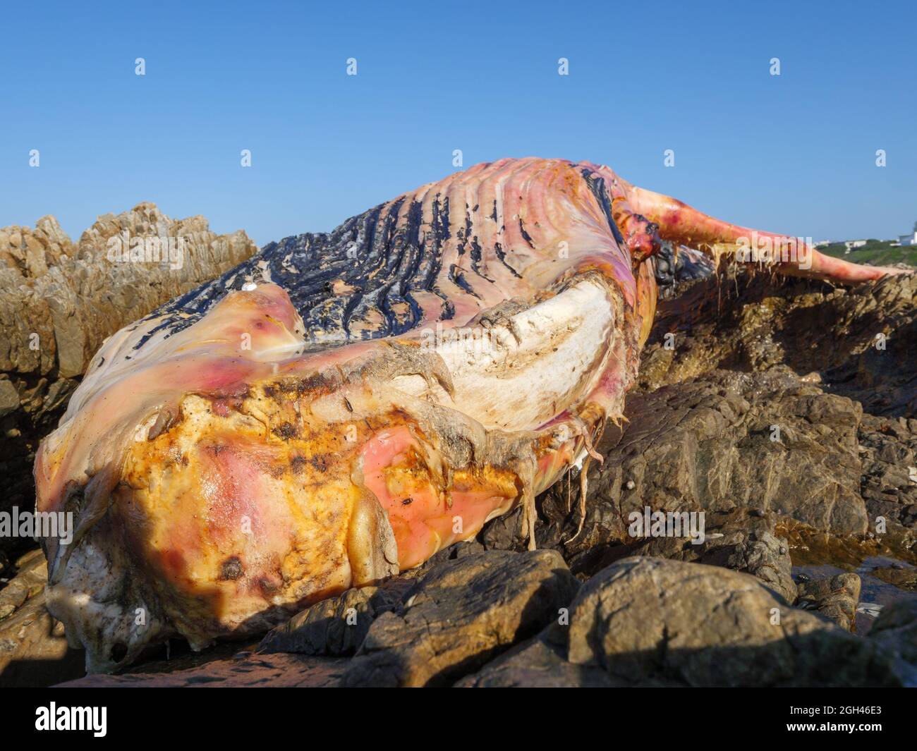 Toter Südrechter Wal (Eubalaena australis) an der felsigen Küste bei Hermanus. Whale Coast. Westkap. Südafrika Stockfoto