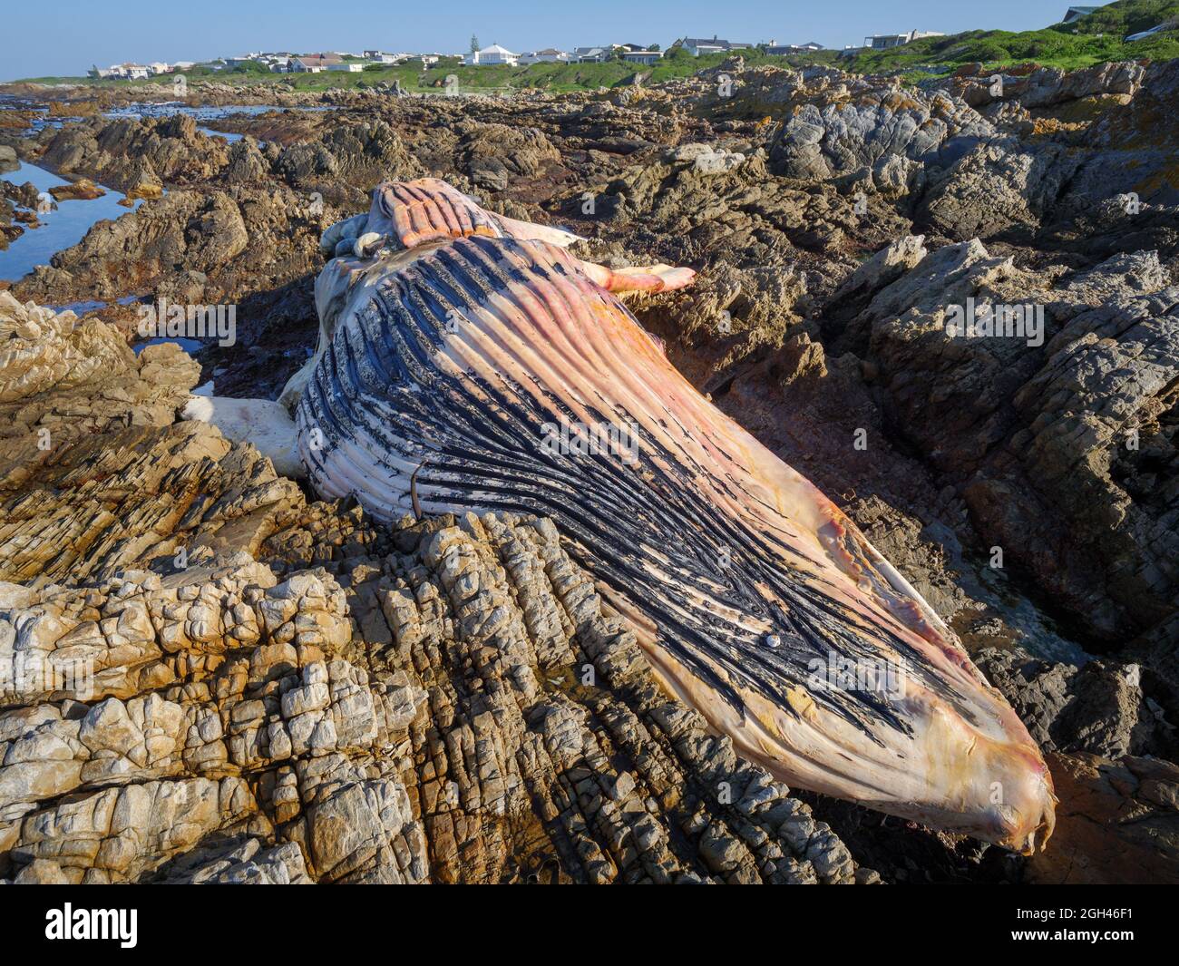 Toter Südrechter Wal (Eubalaena australis) an der felsigen Küste bei Hermanus. Whale Coast. Westkap. Südafrika Stockfoto