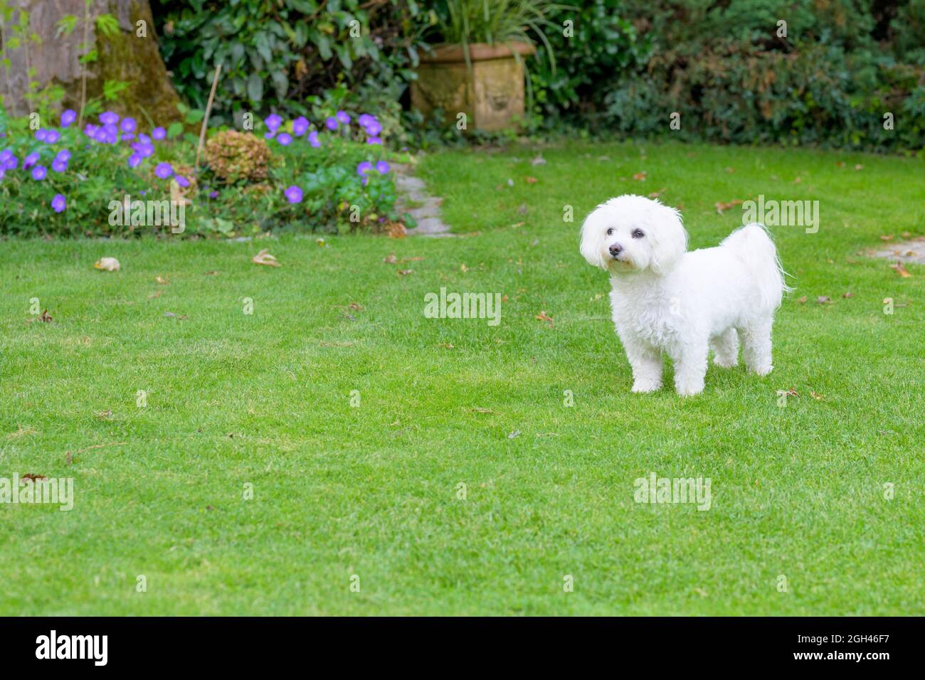 Der kleine Havaneshund, der in einem Sommergarten auf dem grünen Rasen steht, blickt mit einem fokussierten Ausdruck und einem aufmerksamem Blick auf etwas abseits von sc Stockfoto