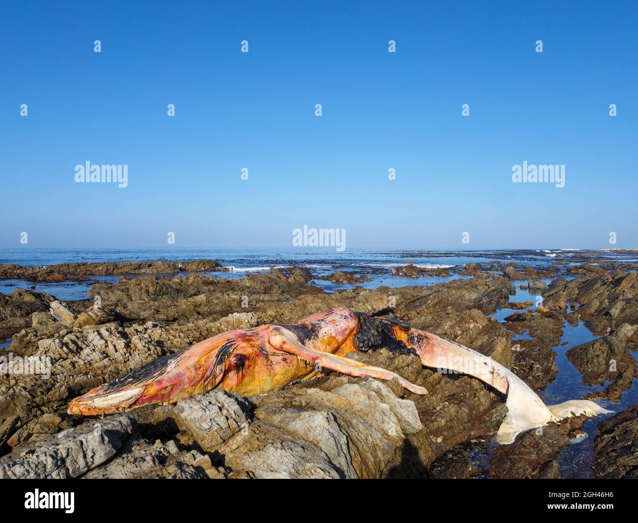 Toter Südrechter Wal (Eubalaena australis) an der felsigen Küste bei Hermanus. Whale Coast. Westkap. Südafrika Stockfoto