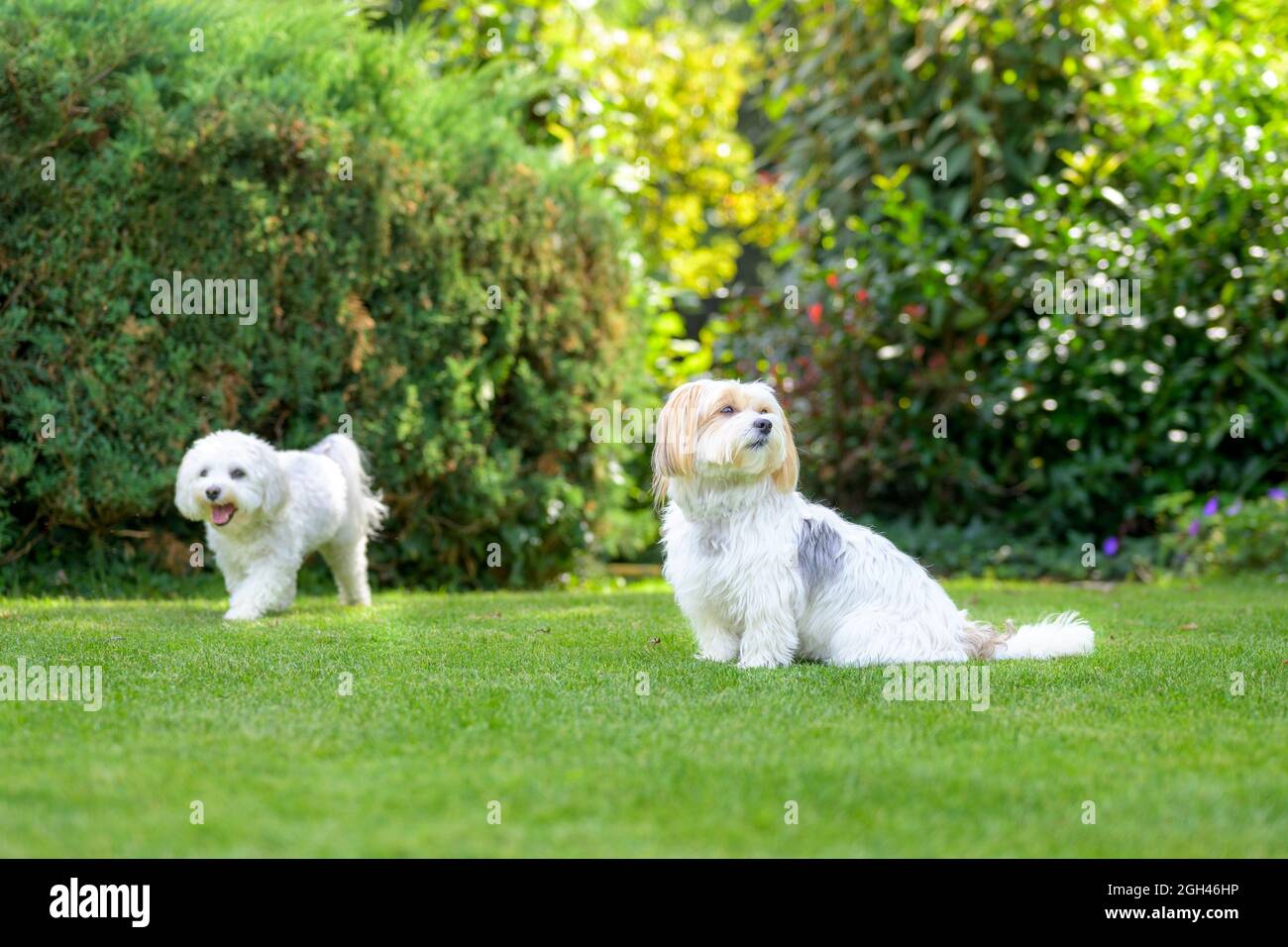 Zwei entzückende kleine weiße Hunde sitzen auf grünem Gras im Freien in einem Sommergarten in einem niedrigen Winkel Ansicht mit Vordergrund Copyspace Stockfoto