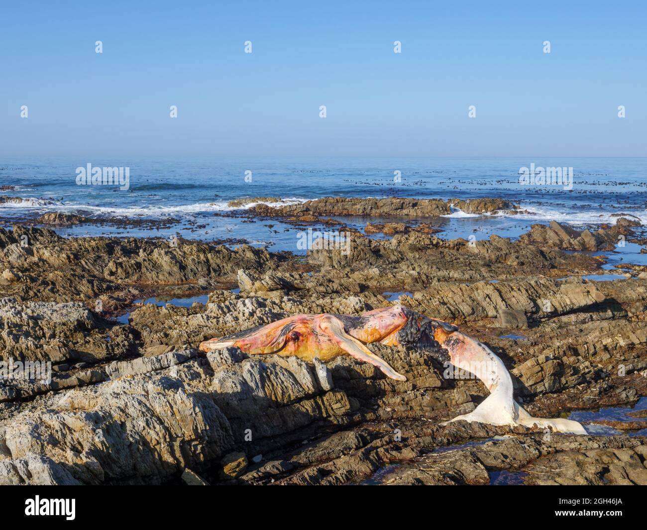 Toter Südrechter Wal (Eubalaena australis) an der felsigen Küste bei Hermanus. Whale Coast. Westkap. Südafrika Stockfoto